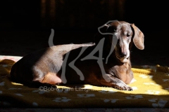 Dachshund - Smooth-haired Miniature