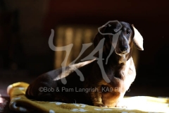 Dachshund - Smooth-haired Miniature