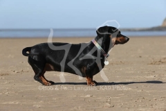 Dachshund - Smooth-haired Miniature