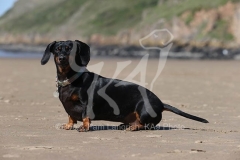 Dachshund - Smooth-haired Miniature