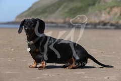 Dachshund - Smooth-haired Miniature