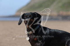 Dachshund - Smooth-haired Miniature