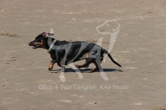 Dachshund - Smooth-haired Miniature