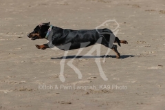 Dachshund - Smooth-haired Miniature