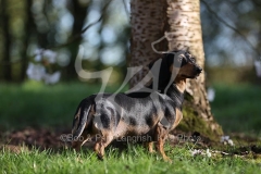 Dachshund - Smooth-haired Miniature