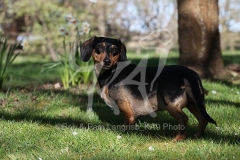 Dachshund - Smooth-haired Miniature