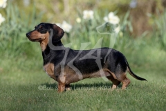 Dachshund - Smooth-haired Miniature