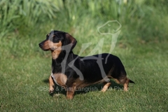 Dachshund - Smooth-haired Miniature