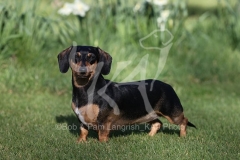 Dachshund - Smooth-haired Miniature
