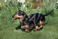 Dachshund - Smooth-haired Miniature