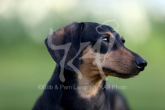 Dachshund - Smooth-haired Miniature