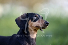 Dachshund - Smooth-haired Miniature