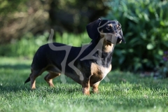 Dachshund - Smooth-haired Miniature