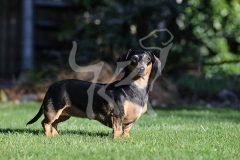 Dachshund - Smooth-haired Miniature