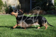Dachshund - Smooth-haired Miniature