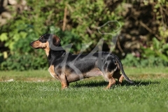 Dachshund - Smooth-haired Miniature