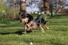 Dachshund - Smooth-haired Miniature