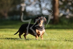 Dachshund - Smooth-haired Miniature