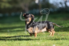 Dachshund - Smooth-haired Miniature