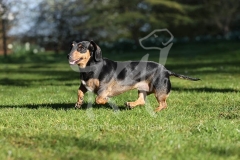 Dachshund - Smooth-haired Miniature