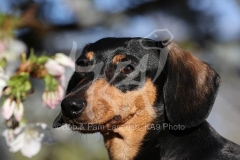 Dachshund - Smooth-haired Miniature