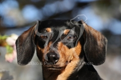 Dachshund - Smooth-haired Miniature