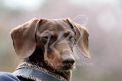 Dachshund - Smooth-haired Miniature