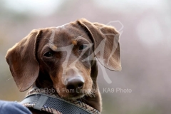 Dachshund - Smooth-haired Miniature