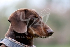 Dachshund - Smooth-haired Miniature
