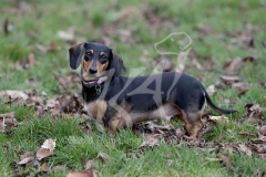 Dachshund - Smooth-haired Miniature