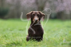 Dachshund - Smooth-haired Miniature