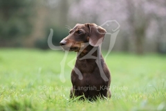 Dachshund - Smooth-haired Miniature