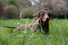 Dachshund - Smooth-haired Miniature