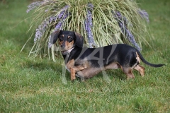 Dachshund - Smooth-haired Miniature