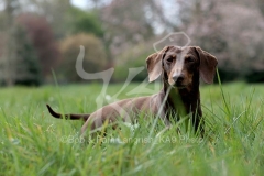 Dachshund - Smooth-haired Miniature