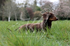 Dachshund - Smooth-haired Miniature