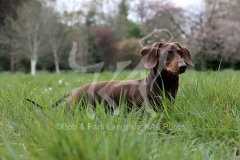 Dachshund - Smooth-haired Miniature