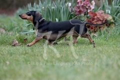 Dachshund - Smooth-haired Miniature