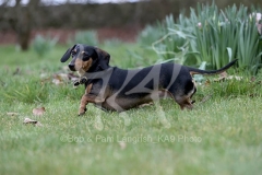 Dachshund - Smooth-haired Miniature
