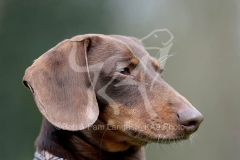 Dachshund - Smooth-haired Miniature