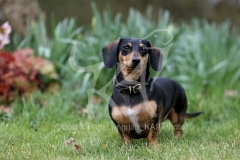 Dachshund - Smooth-haired Miniature