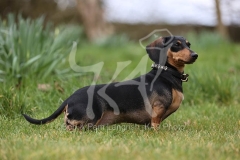 Dachshund - Smooth-haired Miniature