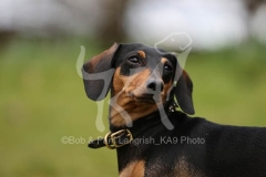 Dachshund - Smooth-haired Miniature