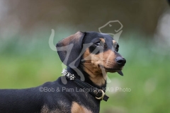 Dachshund - Smooth-haired Miniature