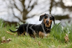 Dachshund - Smooth-haired Miniature