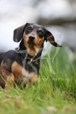 Dachshund - Smooth-haired Miniature