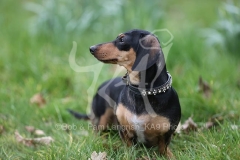 Dachshund - Smooth-haired Miniature