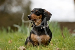 Dachshund - Smooth-haired Miniature