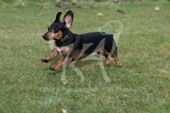 Dachshund - Smooth-haired Miniature