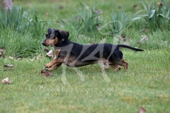 Dachshund - Smooth-haired Miniature